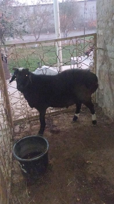 Qazoqi qo'chqor sotiladi uyga boqilgan