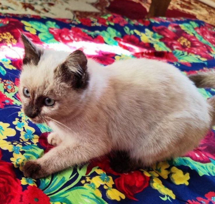 Siyamskiy mushu 300min