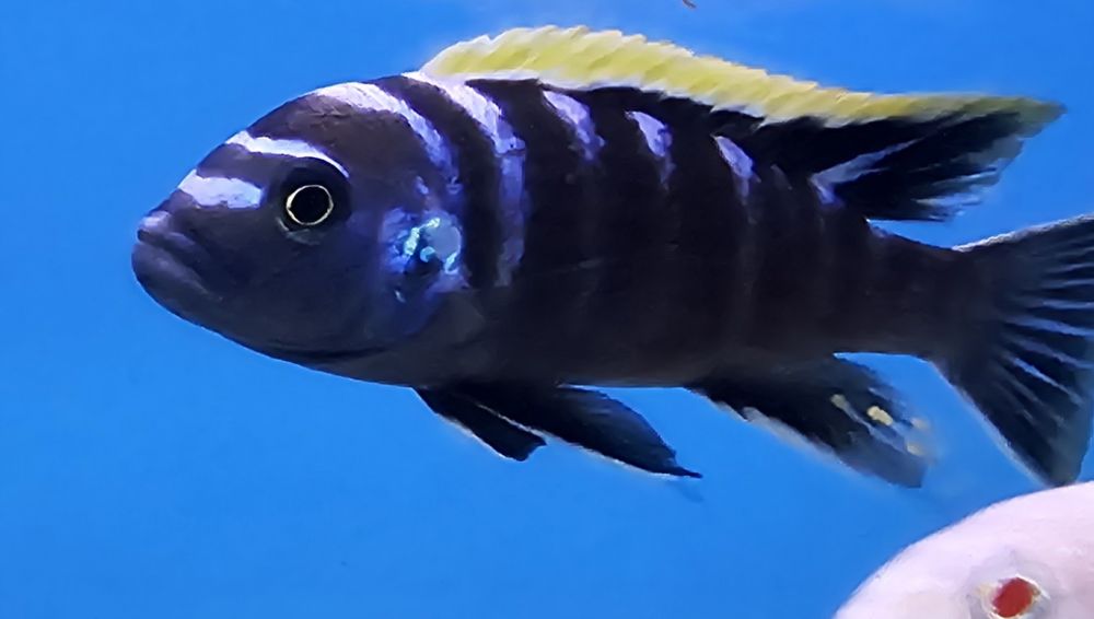 Рибки Африкански цихлиди