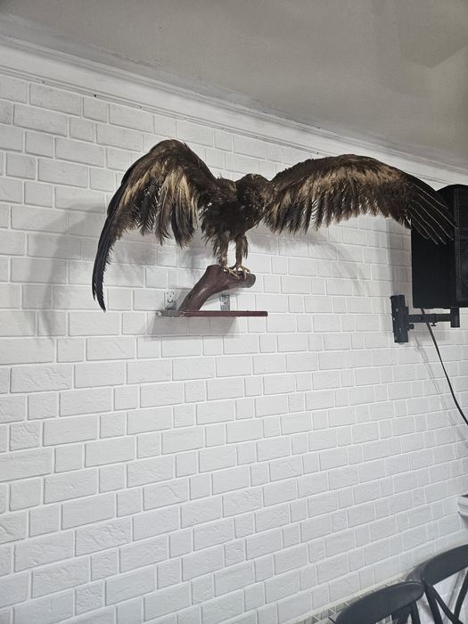 Продается чучело