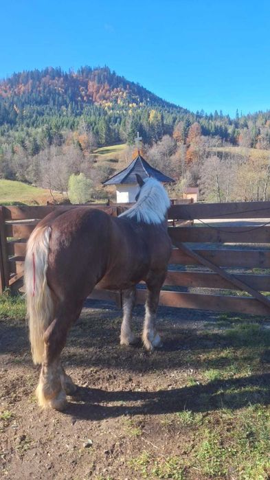 Mânz ciocolatiu !!!