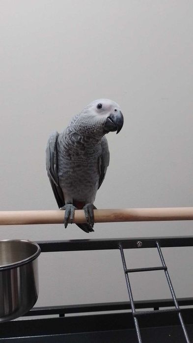 Папагал Кралско Жако