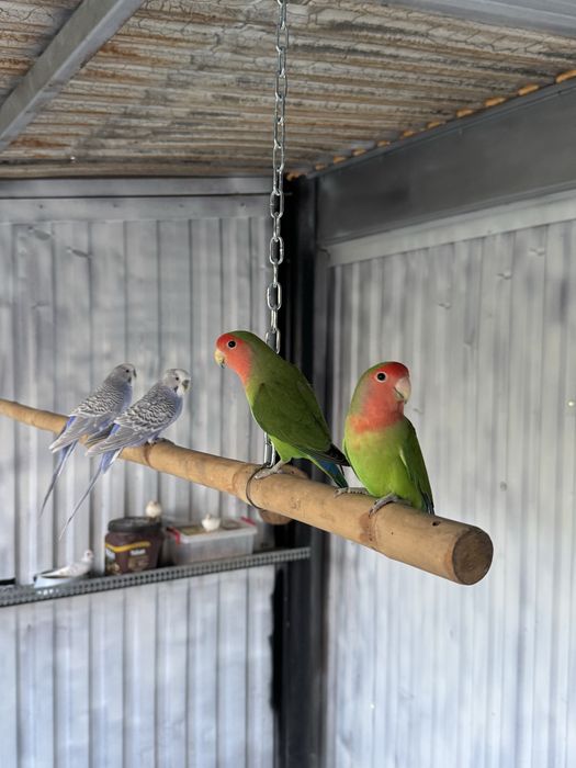 Agapornis roseicollis