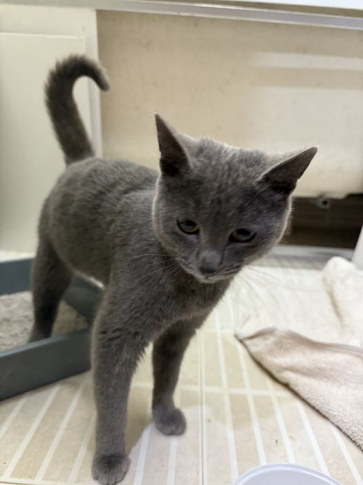 Отдам котенка. Возраст 7 месяцев