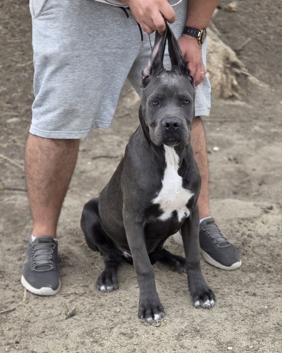 Mascul cane corso