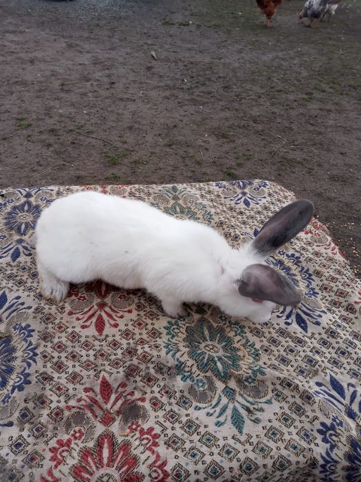 Vând Iepuri Hicole francezi și Uriași de Transilvania