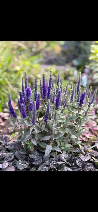 Многолетние цветы