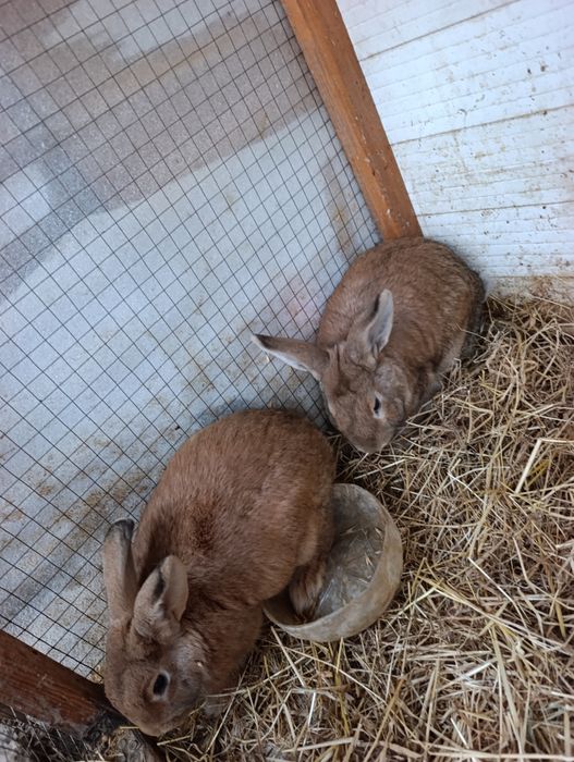 5 oyli quyonla erke urğochi.