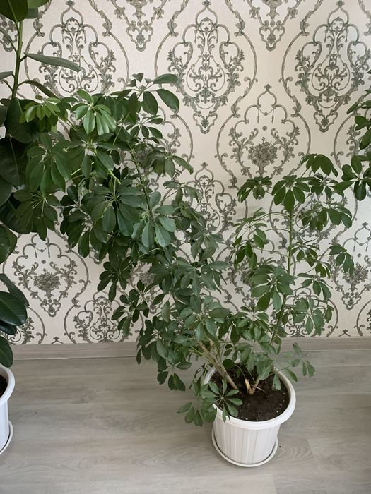 Комнатный цветок