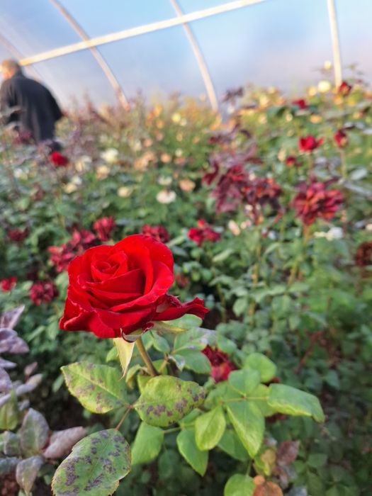 Vand trandafiri pt o noua plantatie