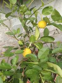 Лимон (дръвче)
