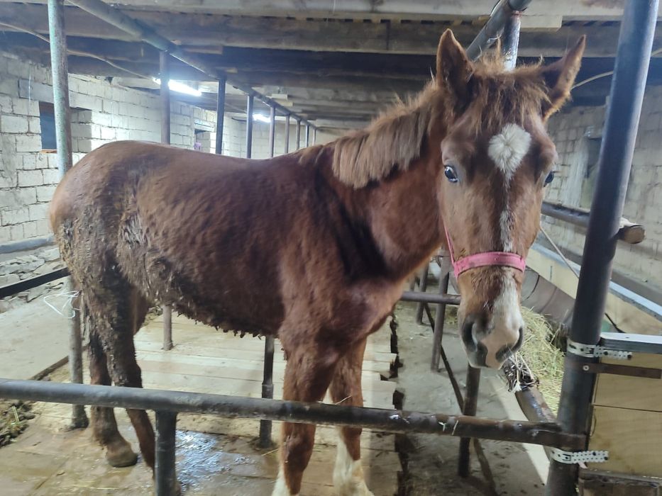 Құнан сатылады, майда 2 жасқа тоады әкесі Қырғыздың дәу айғыры