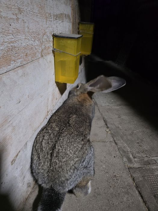 Iepure urias gri german