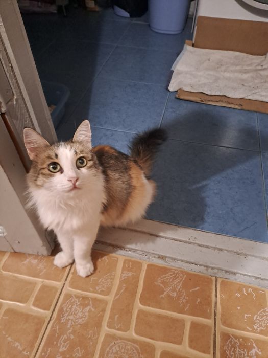 Красивые котята, подростки и кошки, в добрые руки
