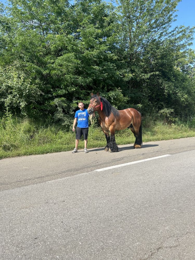 Pentru monta ardenez