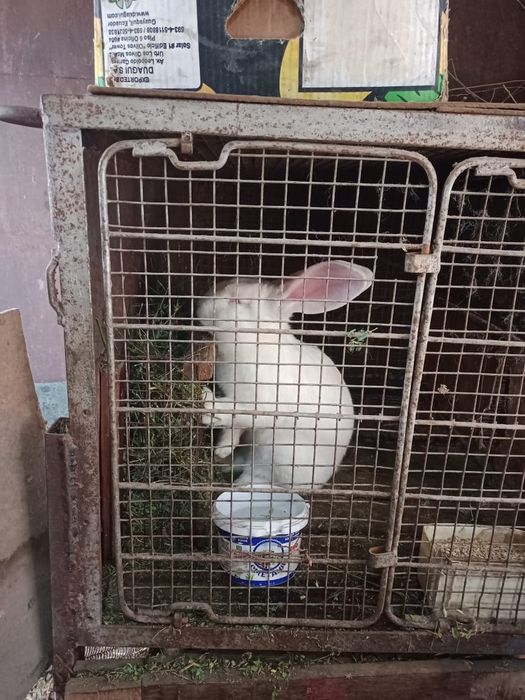 Продам кроликов. Фландеры