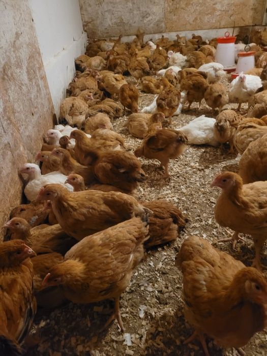 Pui rasă mixtă și de carne