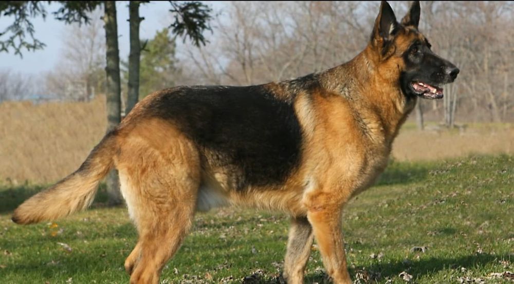 Ciobănesc german talie mare de pază