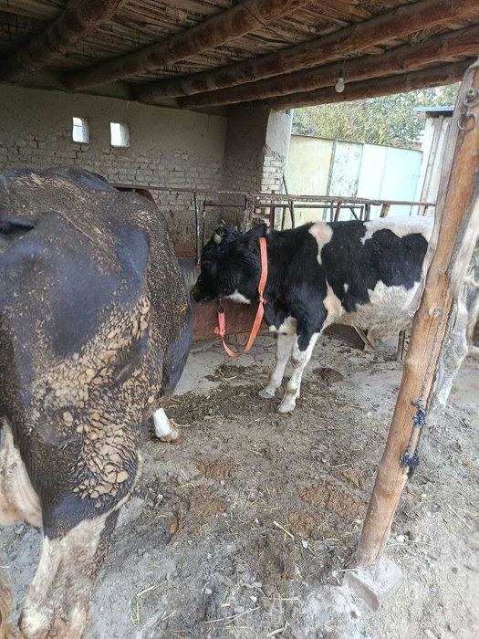 Зотдор Сигир сотилади