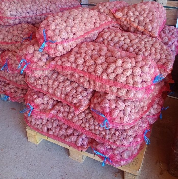 Cartofi de consum/ porci/ si sămânța