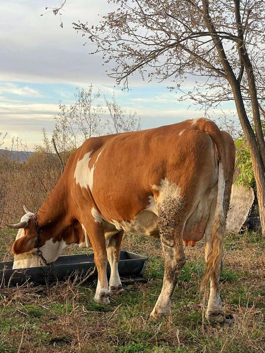 Vând vaca baltata românească gestanta de 2 luni