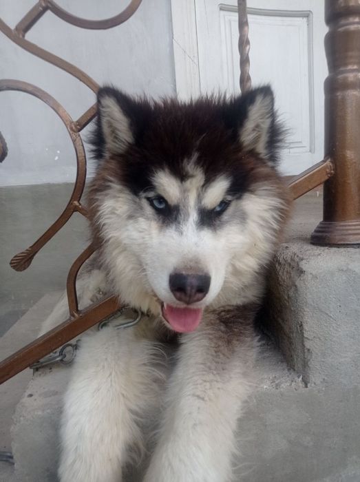 Xaski it sotladi arzon ayiq dak 3 yow erkak