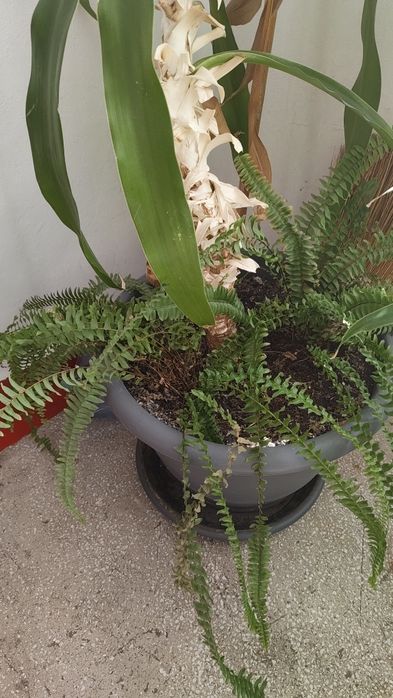 Vand planta de apartament sau casa