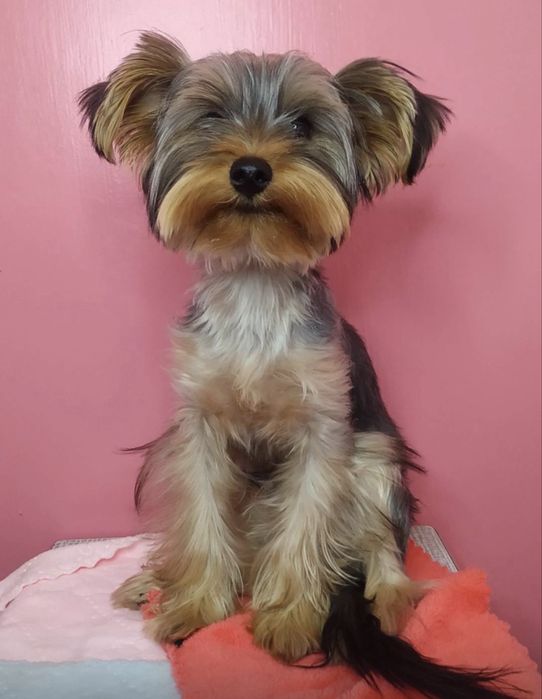 Передержка маленьких собак или щенков