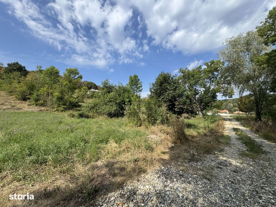 Teren și Pădure - Băbana