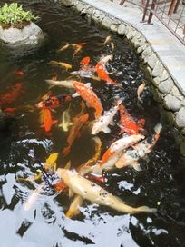 Езерни рибки-Японски Брокатен шаран Кои,Комети,Златни рибки