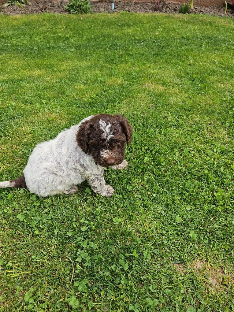 Vand catelusa Lagotto Romagnolo