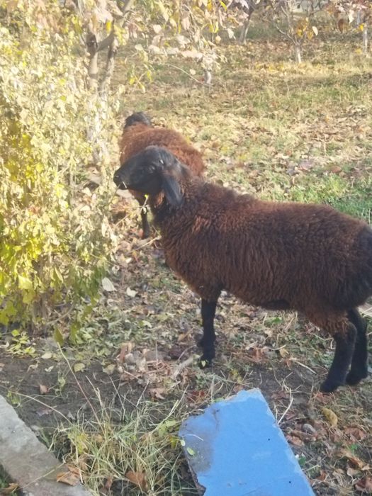 Бокишга вохани кучкори сотилади.
