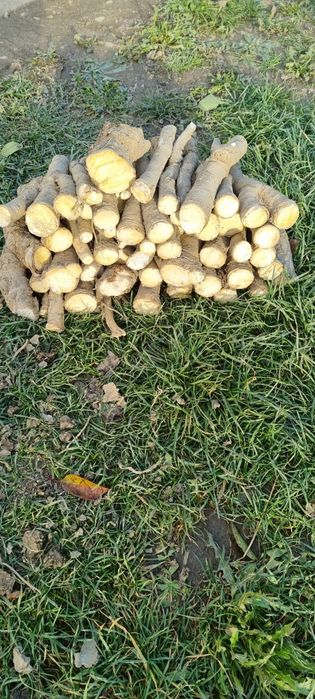 Vând hrean din grădina proprie