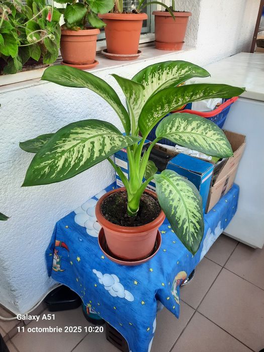 Floare decorativă
