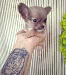 Chihuahua cu par lung