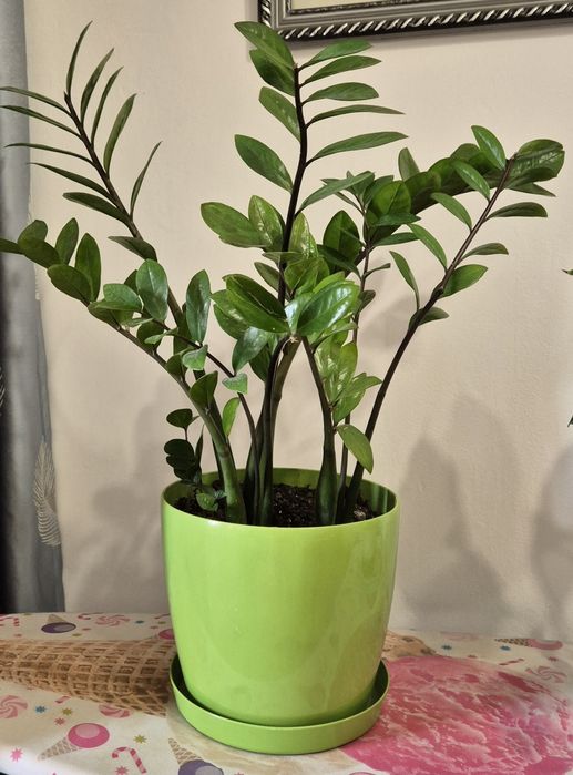 Продам красивые домашние цветы Долларовое дерево и Женское счастье