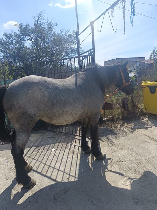 Vand iapa de 6 ani gestanta an 6 luni