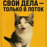 Котёнок в добрые руки . Мучит громко,пакостей не делает!