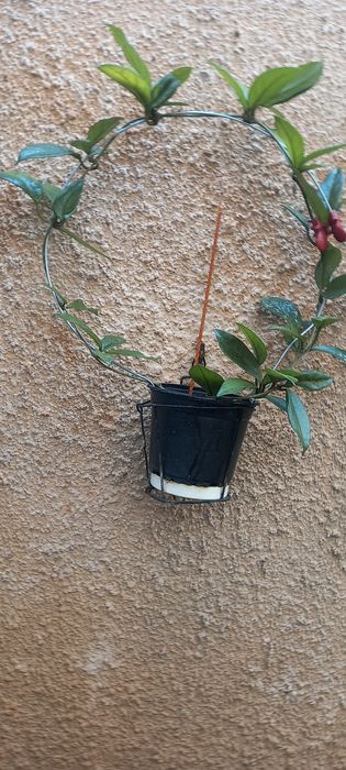 Vând diferite flori