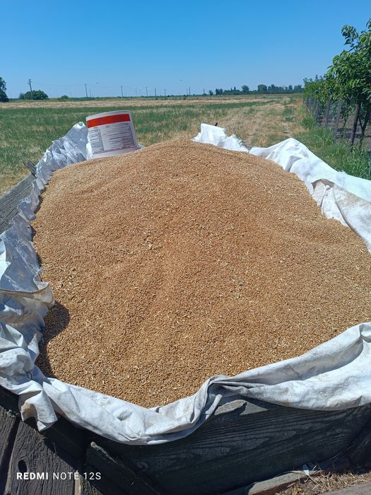 Vand schimb o tonă de grau !!!