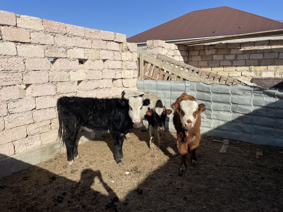 Баспақ сатылады ұрғашы, еркек