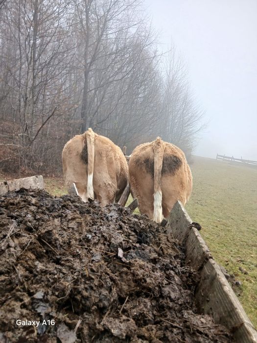 Vând boi gemeni de 4 ani jumătate
