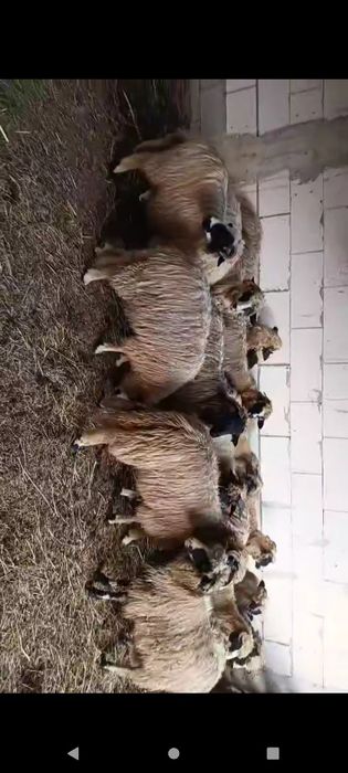 Vând mieluțe mai multe detalii la telefon