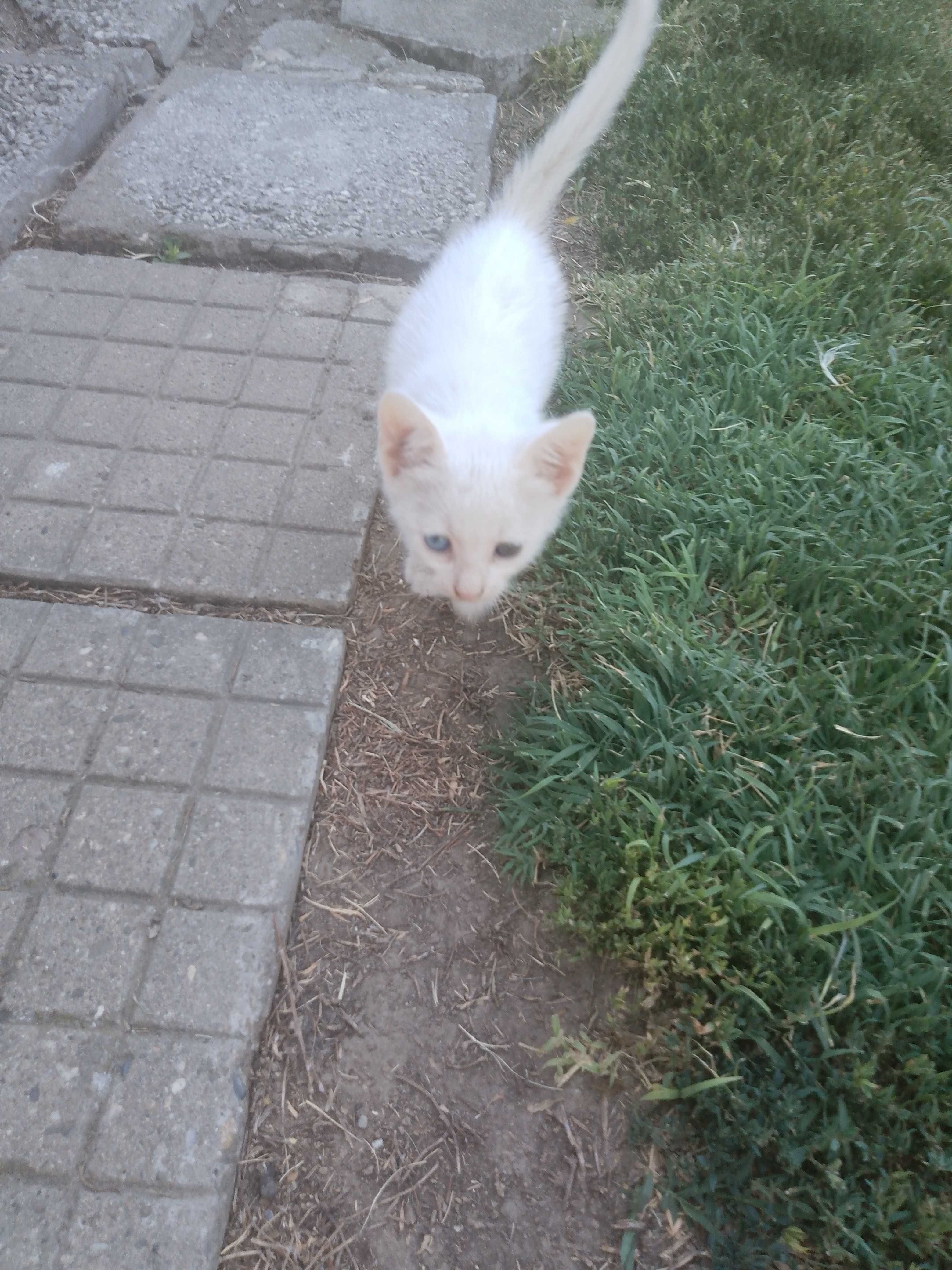 Подарявам малки котета