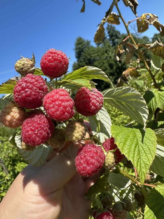 Продавам разсад малини