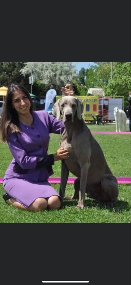 Weimaraner cu pedigree tip A