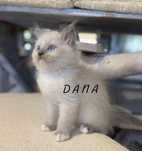 Ragdoll blue point
