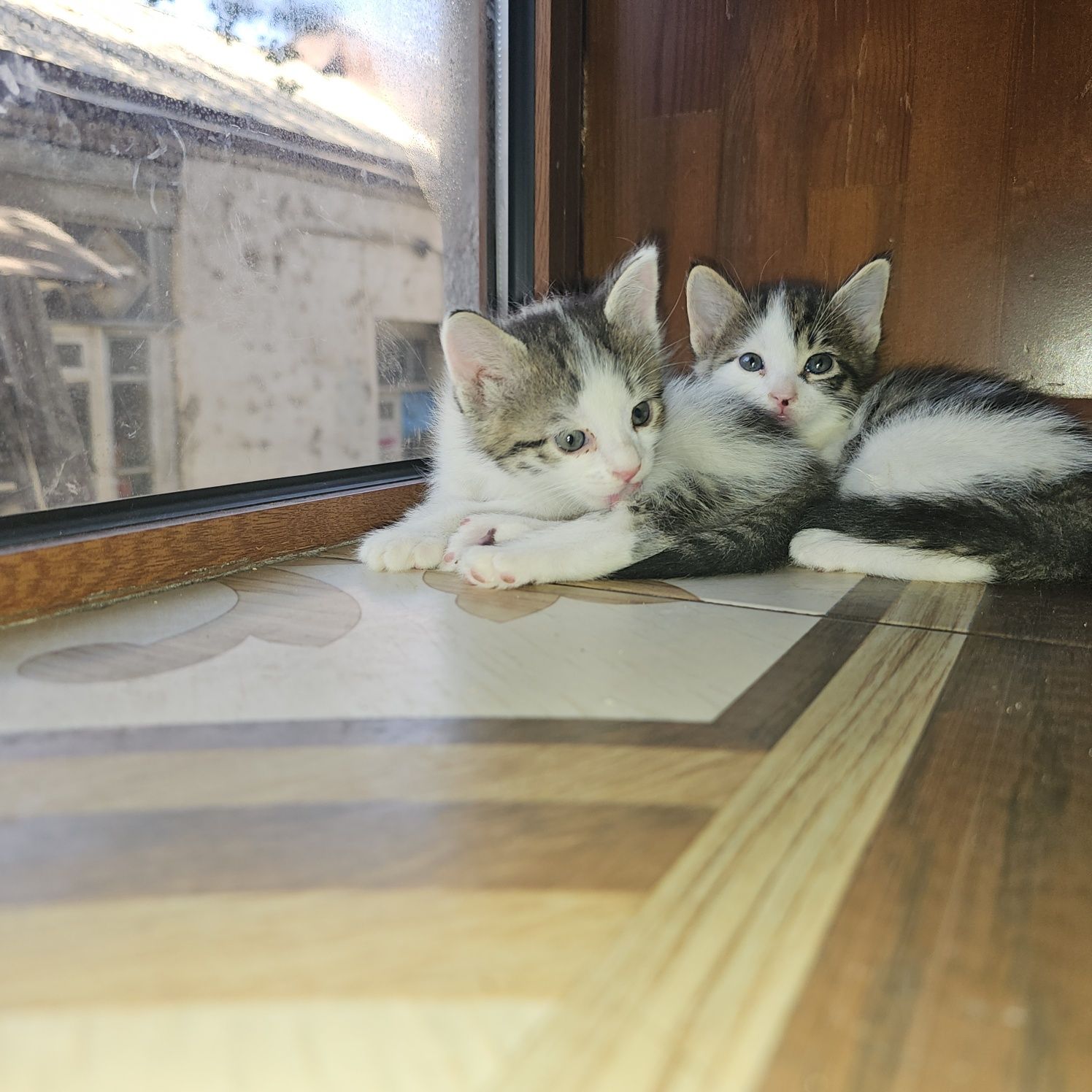 Удивительные котята