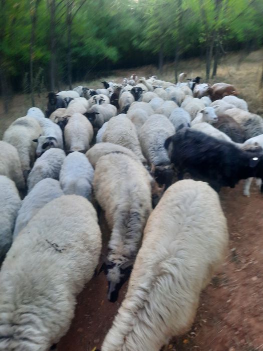 Vand 70 de oi si 20 capre