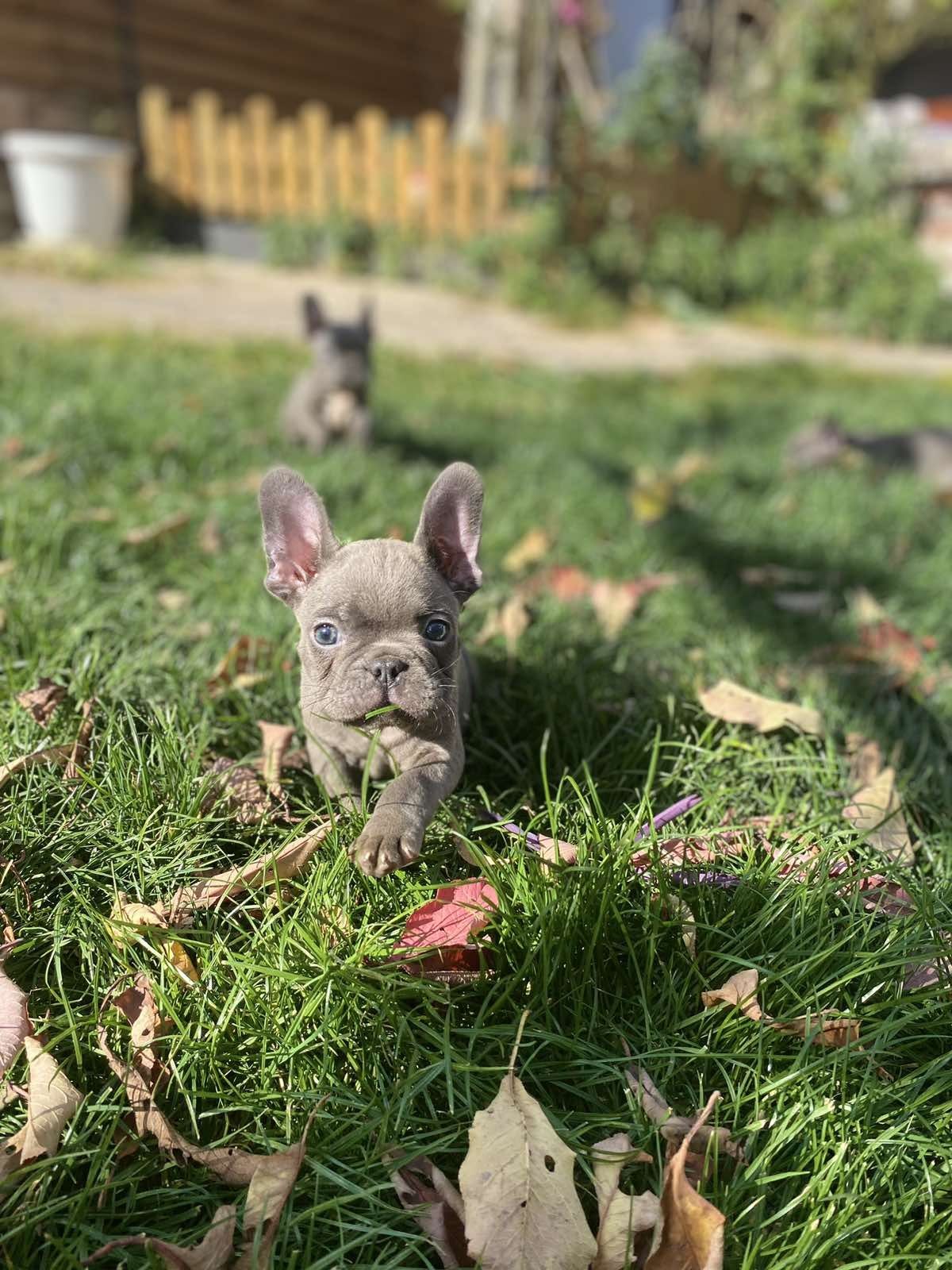 Син Френски булдог Blue French bulldog